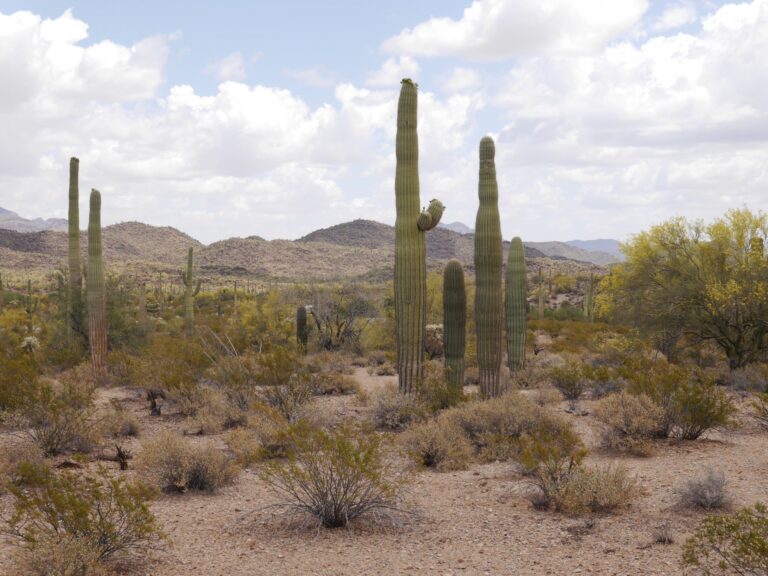 Organ Pipe Cactus National Monument