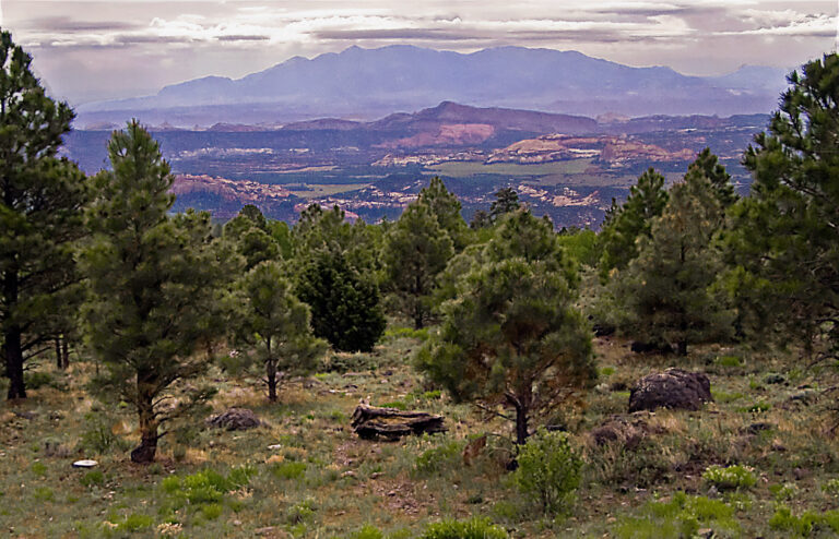 Dixie National Forest