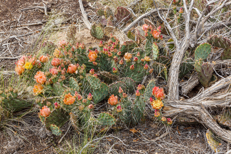 Santa Fe National Forest