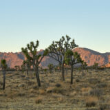 Joshua Tree National Park