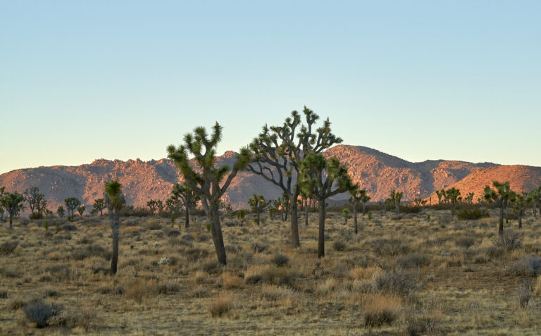 Joshua Tree National Park